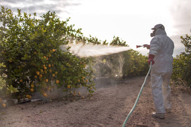 Best Local Pest Control Services  in Bolivar, TN